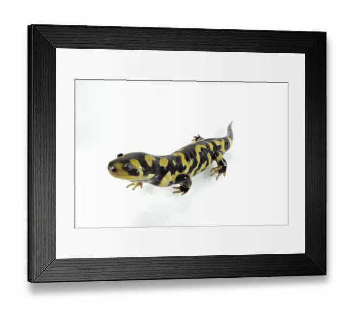 Framed Print : Barred Tiger Salamander (Ambystoma mavortium) adult Framed Print : Barred Tiger Salamander (Ambystoma mavortium) adult
