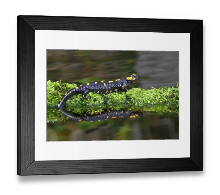 Framed Print : Fire Salamander (Salamandra salamandra) adult, standing on moss beside pond with reflection, Italy, march Framed Print : Fire Salamander (Salamandra salamandra) adult, standing on moss beside pond with reflection, Italy, march