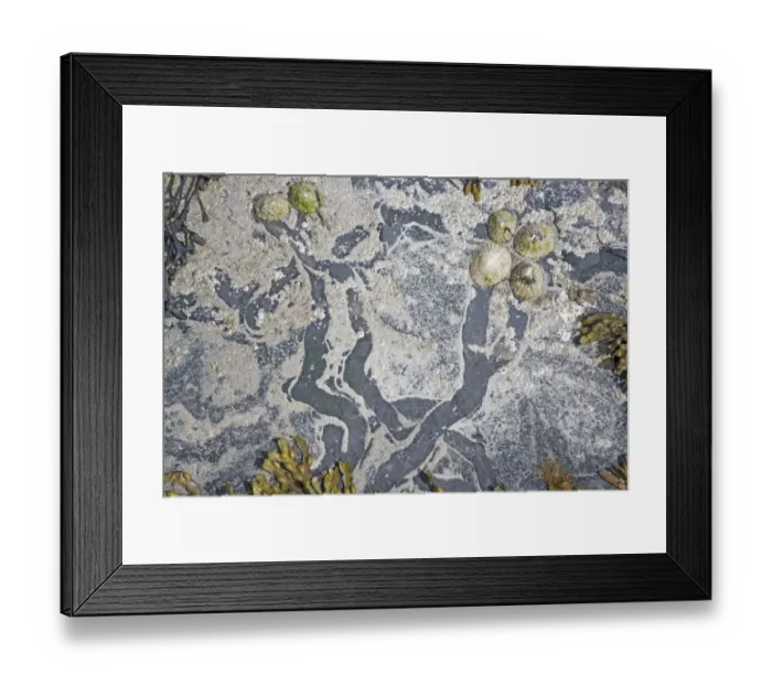Framed Print : Common Limpet (Patella vulgata) adults, feeding paths on rocks at low tide, Barray, Orkney, Scotland, june Framed Print : Common Limpet (Patella vulgata) adults, feeding paths on rocks at low tide, Barray, Orkney, Scotland, june
