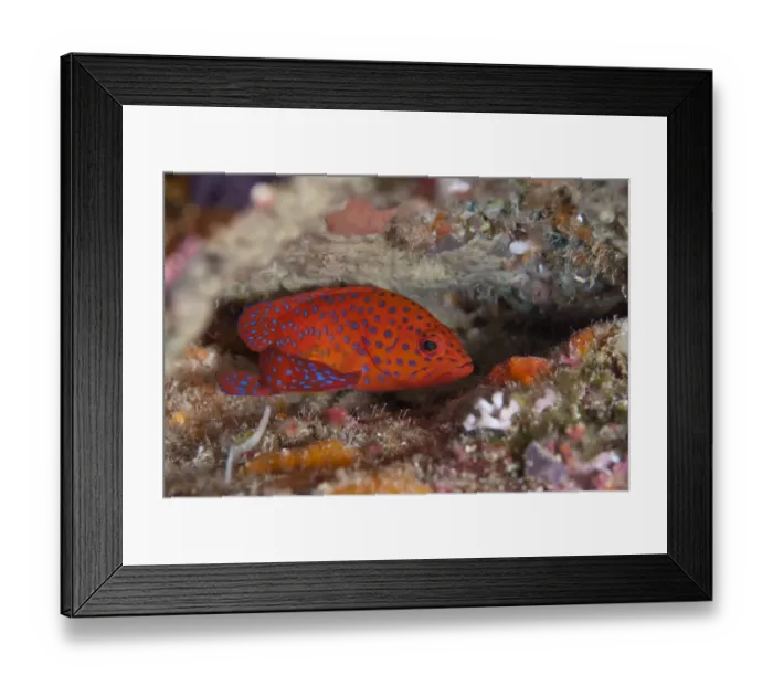 Framed Print : Coral Grouper (Cephalopholis miniata) adult, sheltering in reef, Batu Kapal, Bandaneira, near Ambon Island, Maluku Islands, Banda Sea, Indonesia Framed Print : Coral Grouper (Cephalopholis miniata) adult, sheltering in reef, Batu Kapal, Bandaneira, near Ambon Island, Maluku Islands, Banda Sea, Indonesia