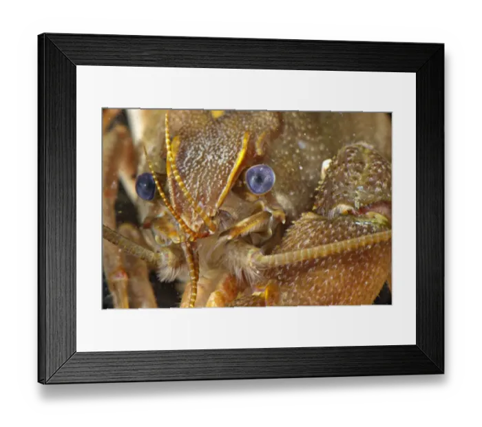 Framed Print : Atlantic Stream Crayfish (Austropotamobius pallipes) adult, close-up of head, underwater, Italy Framed Print : Atlantic Stream Crayfish (Austropotamobius pallipes) adult, close-up of head, underwater, Italy