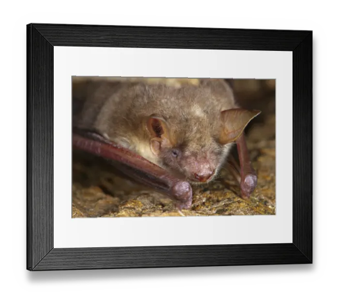 Framed Print : Lesser Mouse-eared Bat (Myotis blythii) adult, resting in crevice, Italy, may Framed Print : Lesser Mouse-eared Bat (Myotis blythii) adult, resting in crevice, Italy, may