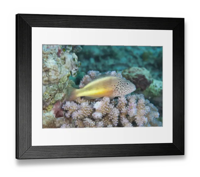 Framed Print : Freckled Hawkfish (Paracirrhites forsteri) adult, resting on reef, Pulau Nailaka, Banda, near Ambon Island, Maluku Islands, Banda Sea, Indonesia Framed Print : Freckled Hawkfish (Paracirrhites forsteri) adult, resting on reef, Pulau Nailaka, Banda, near Ambon Island, Maluku Islands, Banda Sea, Indonesia