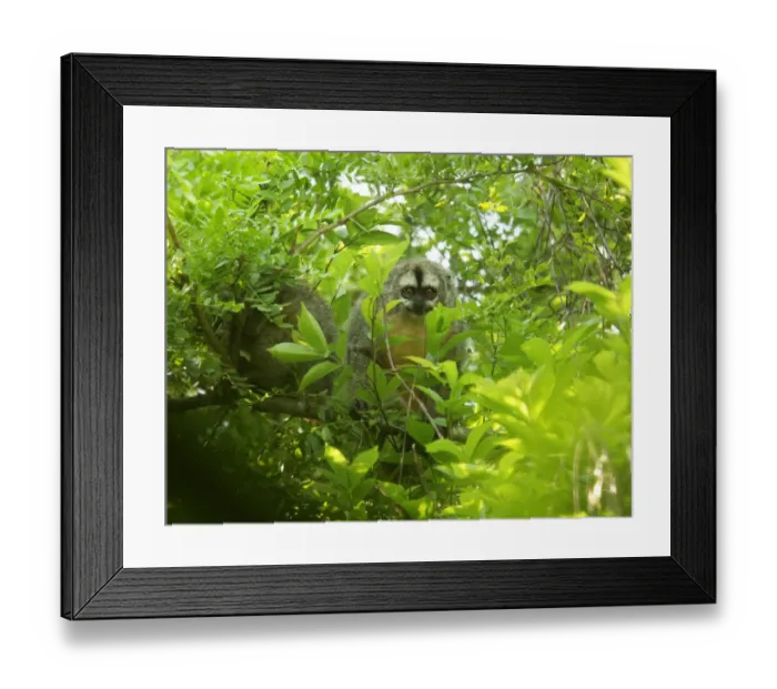 Framed Print : Azara's Night Monkey (Aotus azarae) adult pair, roosting by day in gallery forest, El Bagual, Formosa, Argentina, october Framed Print : Azara's Night Monkey (Aotus azarae) adult pair, roosting by day in gallery forest, El Bagual, Formosa, Argentina, october