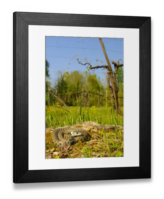 Framed Print : Grass Snake (Natrix natrix) adult, in cultivated habitat, Italy, april Framed Print : Grass Snake (Natrix natrix) adult, in cultivated habitat, Italy, april