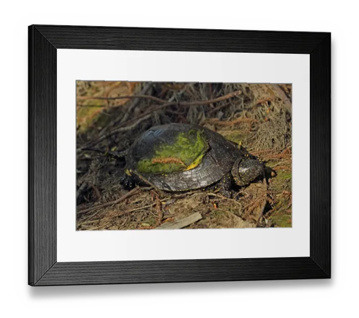 Framed Print : European Pond Terrapin (Emys orbicularis) adult, with algae on shell, basking, Tulcea, River Danube, Danube Delta, Dobrogea, Romania, may Framed Print : European Pond Terrapin (Emys orbicularis) adult, with algae on shell, basking, Tulcea, River Danube, Danube Delta, Dobrogea, Romania, may