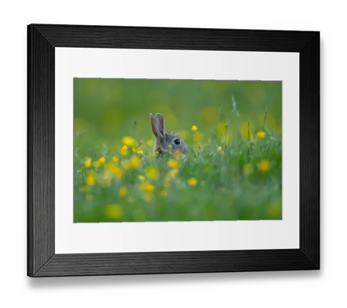 Framed Print : European Rabbit (Oryctolagus cuniculus) adult, head amongst buttercups in wildflower meadow, Swaledale, Yorkshire Dales N. P. North Yorkshire, England, june Framed Print : European Rabbit (Oryctolagus cuniculus) adult, head amongst buttercups in wildflower meadow, Swaledale, Yorkshire Dales N. P. North Yorkshire, England, june