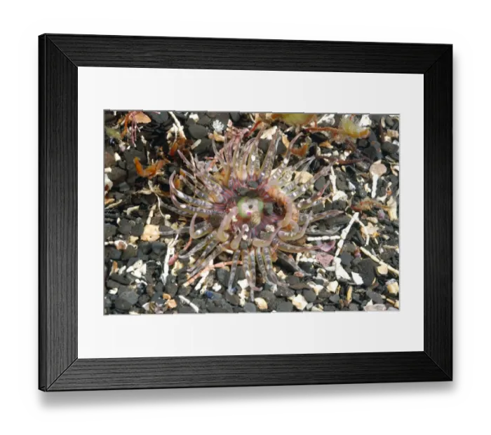 Framed Print : Gem Anemone (Bunodactis verrucosa) adult, underwater on seabed, Kimmeridge Bay, Dorset, England, may Framed Print : Gem Anemone (Bunodactis verrucosa) adult, underwater on seabed, Kimmeridge Bay, Dorset, England, may