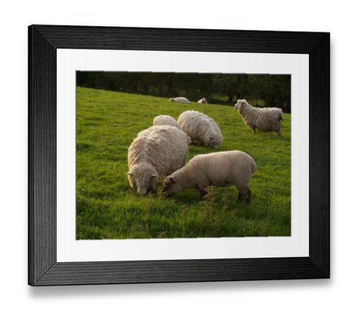 Framed Print : Domestic Sheep, Longwool ewes and lamb, grazing in pasture beside Stinging Nettles (Urtica dioica), Devon, England Framed Print : Domestic Sheep, Longwool ewes and lamb, grazing in pasture beside Stinging Nettles (Urtica dioica), Devon, England