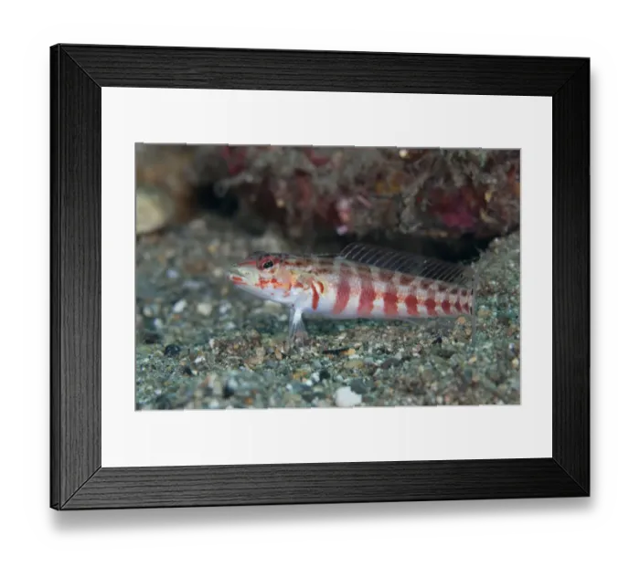 Framed Print : Red-spotted Sandperch (Parapercis schauinslandi) adult, Blue Water Muck dive site, Uhak River, Wetar Island, Barat Daya Islands, Lesser Sunda Islands, Maluku Province, Indonesia