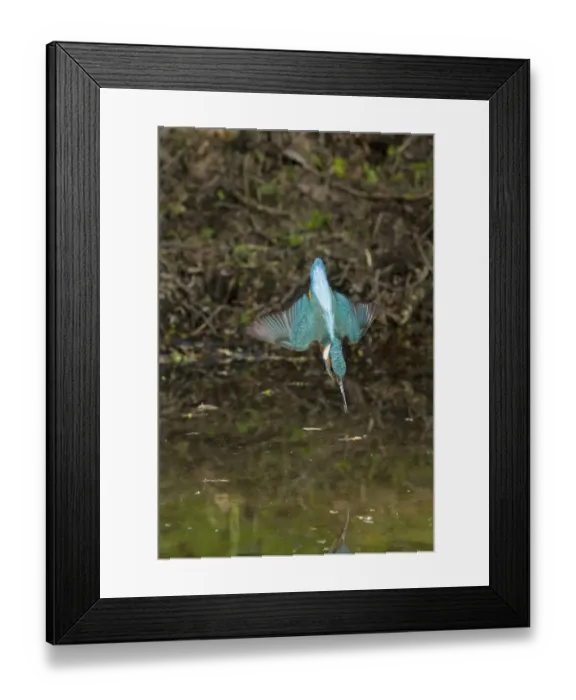 Framed Print : Common Kingfisher (Alcedo atthis) adult male, in flight, diving, Suffolk, England, may Framed Print : Common Kingfisher (Alcedo atthis) adult male, in flight, diving, Suffolk, England, may