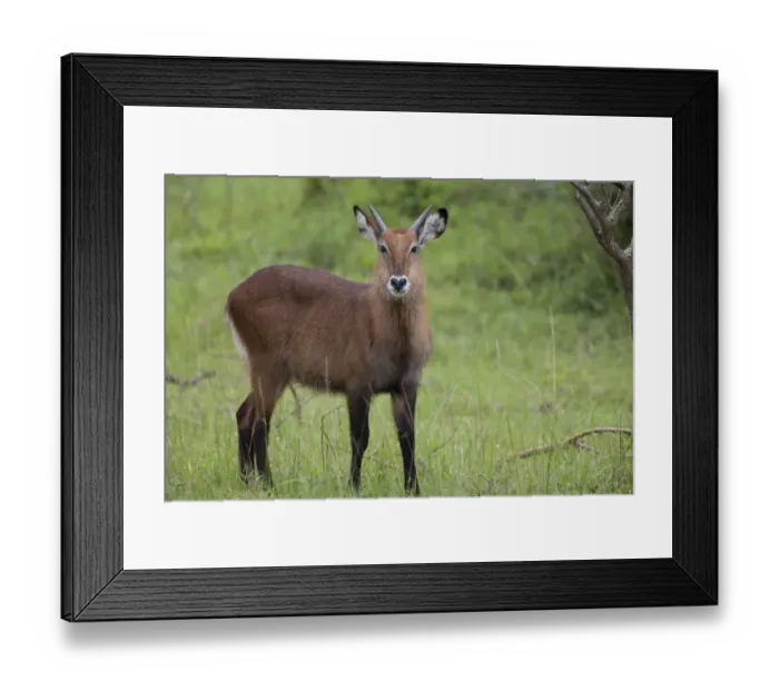 Framed Print : Common Waterbuck (Kobus ellipsiprymnus) immature male, standing in savannah, Lake Mburo N. P. Uganda Framed Print : Common Waterbuck (Kobus ellipsiprymnus) immature male, standing in savannah, Lake Mburo N. P. Uganda
