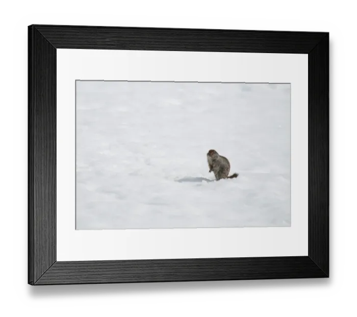 Framed Print : Arctic Ground Squirrel (Spermophilus parryii) adult, standing on spring snow, Yukon, Canada, april