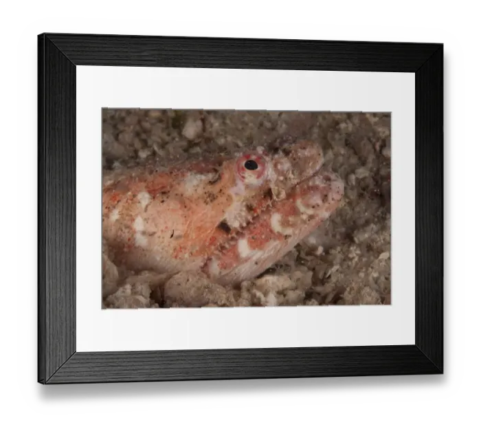 Framed Print : Reptilian Snake Eel (Brachysomophis henshawi) adult, close-up of head, Mabul Island, Sabah, Borneo, Malaysia Framed Print : Reptilian Snake Eel (Brachysomophis henshawi) adult, close-up of head, Mabul Island, Sabah, Borneo, Malaysia