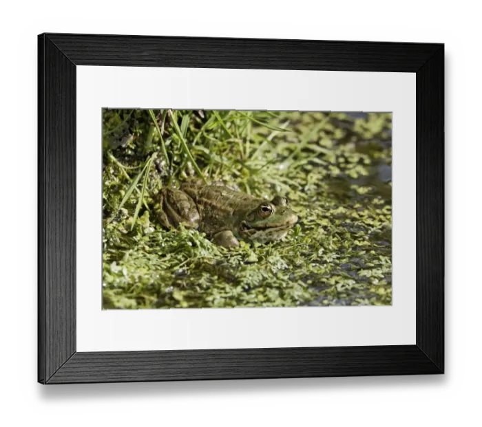 Framed Print : Marsh Frog (Pelophylax ridibundus) adult, sitting at edge of water, England, april (captive) Framed Print : Marsh Frog (Pelophylax ridibundus) adult, sitting at edge of water, England, april (captive)
