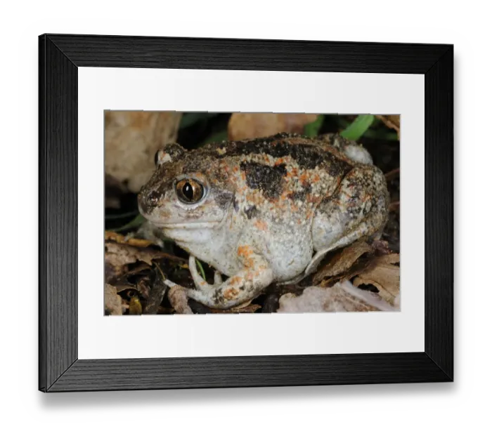 Framed Print : Common Spadefoot (Pelobates fuscus insubricus) adult, sitting on leaf litter, Italy, april Framed Print : Common Spadefoot (Pelobates fuscus insubricus) adult, sitting on leaf litter, Italy, april