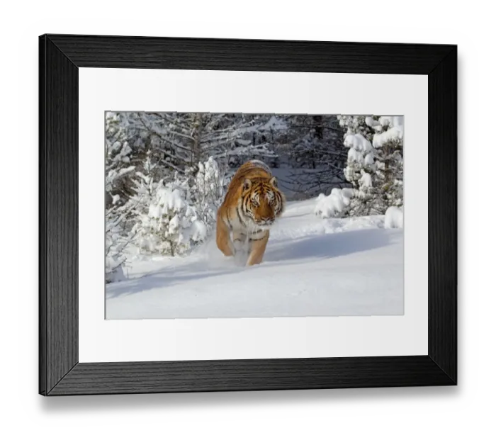 Framed Print : Siberian Tiger (Panthera tigris altaica) adult, walking in snow, winter (captive) Framed Print : Siberian Tiger (Panthera tigris altaica) adult, walking in snow, winter (captive)