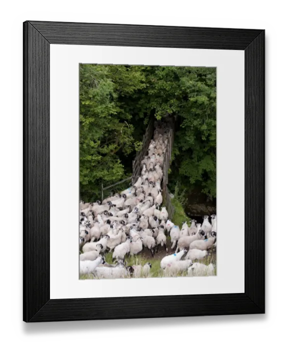 Framed Print : Domestic Sheep, Swaledale flock, crossing bridge, gathered off hillside, Baugh Fell, Howgills, Cumbria, England, august Framed Print : Domestic Sheep, Swaledale flock, crossing bridge, gathered off hillside, Baugh Fell, Howgills, Cumbria, England, august