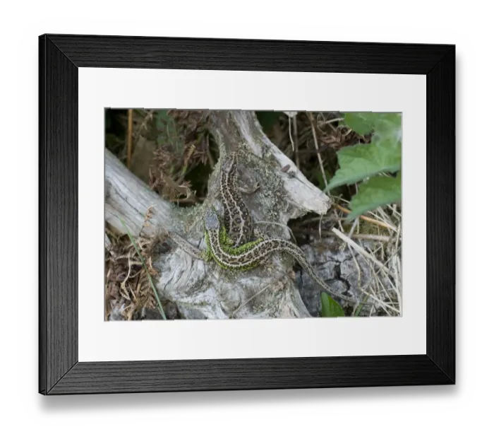 Framed Print : Sand Lizard (Lacerta agilis) adult pair, mating, England, april Framed Print : Sand Lizard (Lacerta agilis) adult pair, mating, England, april