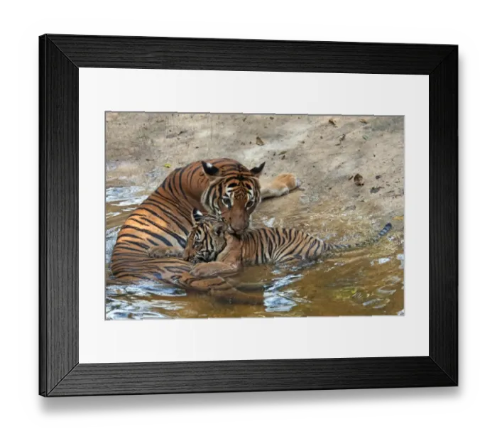 Framed Print : Malayan Tiger (Panthera tigris jacksoni) adult female with cub, resting at edge of water, captive Framed Print : Malayan Tiger (Panthera tigris jacksoni) adult female with cub, resting at edge of water, captive