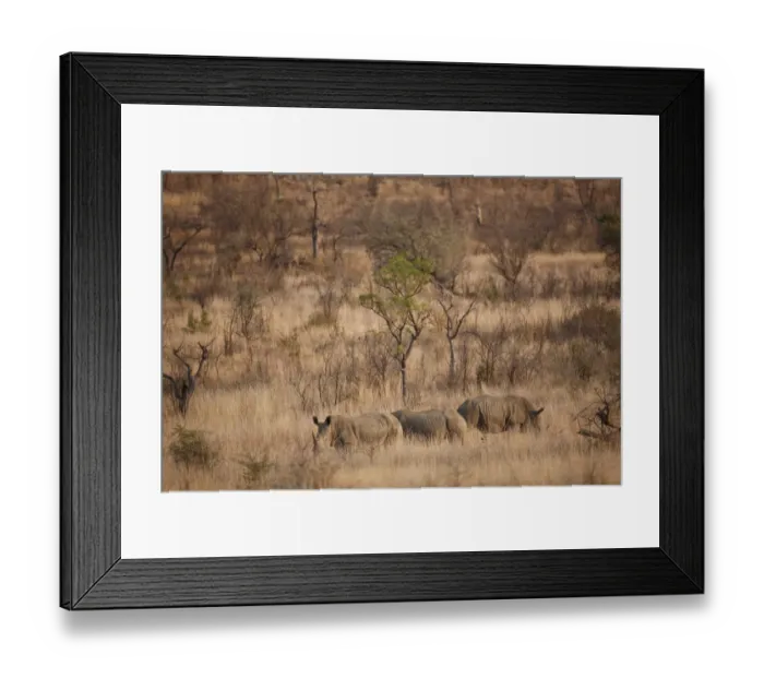 Framed Print : White Rhinoceros (Ceratotherium simum) three adults, standing in savannah habitat, Pilanesberg N. P. North West Province, South Africa Framed Print : White Rhinoceros (Ceratotherium simum) three adults, standing in savannah habitat, Pilanesberg N. P. North West Province, South Africa