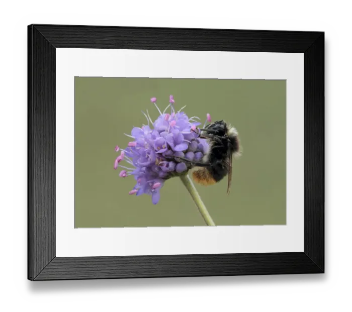 Framed Print : Large Red-tailed Bumblebee (Bombus lapidarius) adult, on Devil's Bit Scabious (Succisa pratensis) flowerhead, Leicestershire, England, august