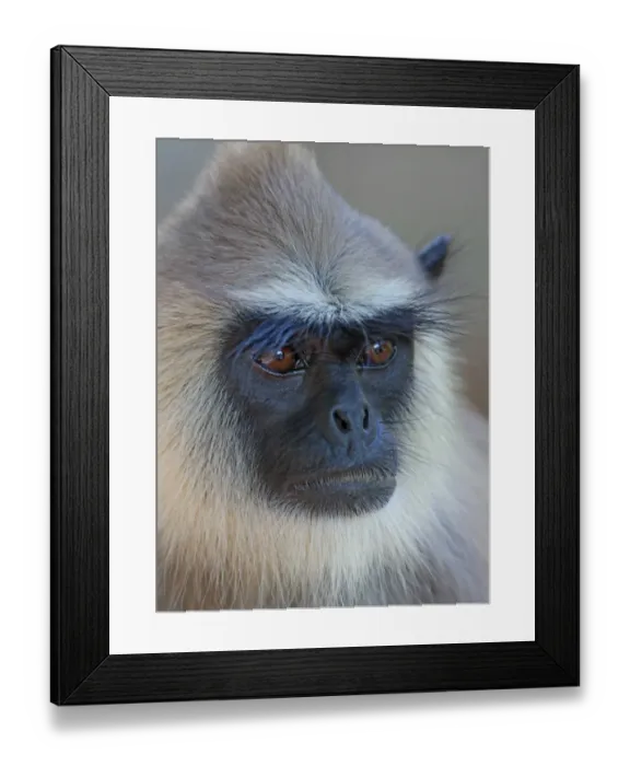 Framed Print : Tufted Grey Langur (Semnopithecus priam thersites) adult, close-up of head, Sri Lanka, december Framed Print : Tufted Grey Langur (Semnopithecus priam thersites) adult, close-up of head, Sri Lanka, december