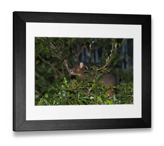 Framed Print : Common Ringtail Possum (Pseudocheirus peregrinus) adult, climbing on branch at night, Queensland, Australia Framed Print : Common Ringtail Possum (Pseudocheirus peregrinus) adult, climbing on branch at night, Queensland, Australia