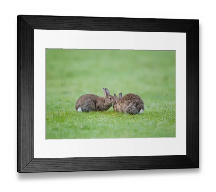 Framed Print : European Rabbit (Oryctolagus cuniculus) two adults, greeting behaviour, Minsmere RSPB Reserve, Suffolk, England, october Framed Print : European Rabbit (Oryctolagus cuniculus) two adults, greeting behaviour, Minsmere RSPB Reserve, Suffolk, England, october