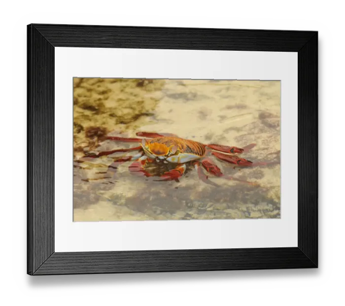 Framed Print : Sally Lightfoot Crab (Grapsus grapsus) adult, resting in shallow water, Galapagos Islands Framed Print : Sally Lightfoot Crab (Grapsus grapsus) adult, resting in shallow water, Galapagos Islands