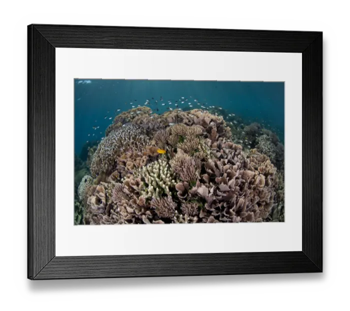Framed Print : Coral reef habitat with various species of fish, Tutuntute, Wetar Island, Barat Daya Islands, Lesser Sunda Islands, Maluku Province, Indonesia Framed Print : Coral reef habitat with various species of fish, Tutuntute, Wetar Island, Barat Daya Islands, Lesser Sunda Islands, Maluku Province, Indonesia
