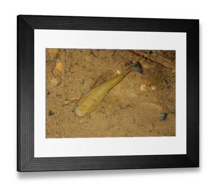 Framed Print : Hart's Rivulus (Rivulus hartii) adult, swimming in shallow mountain stream, Trinidad, Trinidad and Tobago