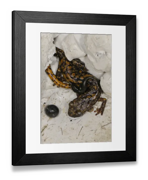 Framed Print : Strinati's Cave Salamander (Speleomantes strinatii) adult female, carrying young on back for protection, guarding egg, Italy, september Framed Print : Strinati's Cave Salamander (Speleomantes strinatii) adult female, carrying young on back for protection, guarding egg, Italy, september