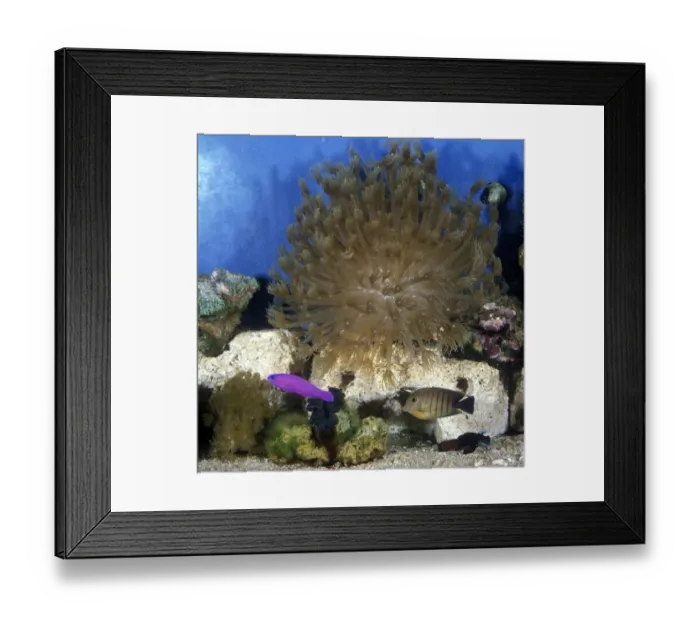 Framed Print : Aquarium Tropical aquarium
