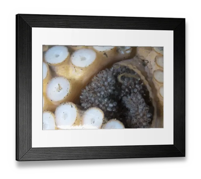 Framed Print : Veined Octopus (Amphioctopus marginatus) adult female, guarding eggs in glass jar, Lembeh Island, Sulawesi, Indonesia Framed Print : Veined Octopus (Amphioctopus marginatus) adult female, guarding eggs in glass jar, Lembeh Island, Sulawesi, Indonesia