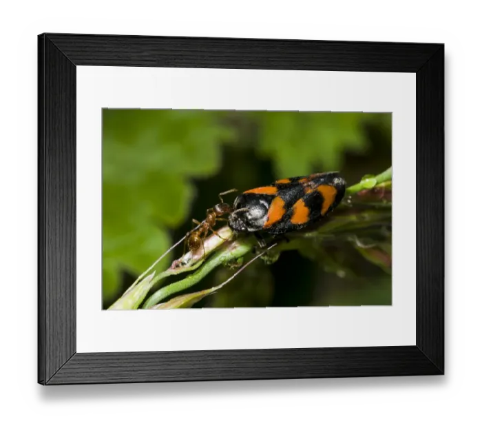 Framed Print : Red Ant (Myrmica rubra) adult, meeting Black-and-red Froghopper (Cercopis vulnerata) adult, Priory Water Nature Reserve, Leicestershire, England, june Framed Print : Red Ant (Myrmica rubra) adult, meeting Black-and-red Froghopper (Cercopis vulnerata) adult, Priory Water Nature Reserve, Leicestershire, England, june