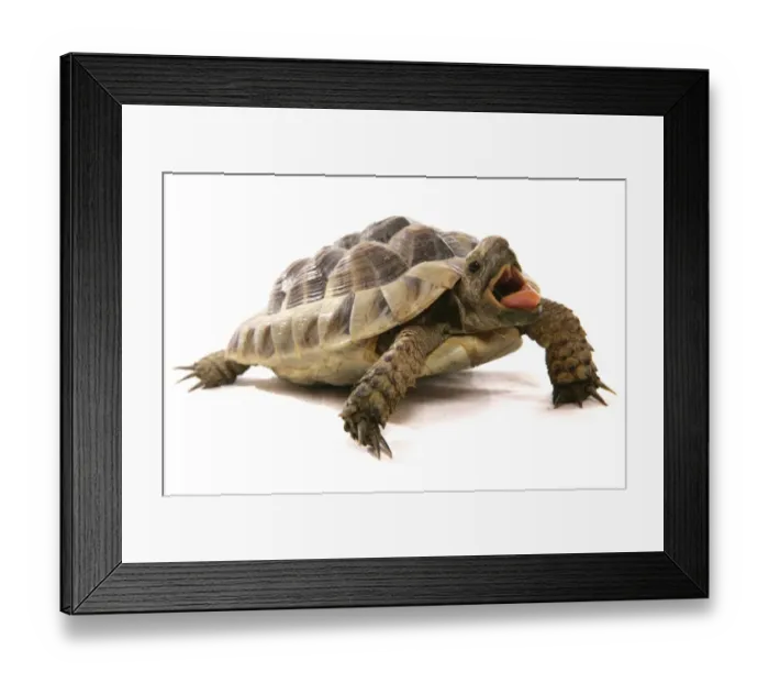Framed Print : Hermann's Tortoise (Testudo hermanni) adult, with mouth open Framed Print : Hermann's Tortoise (Testudo hermanni) adult, with mouth open