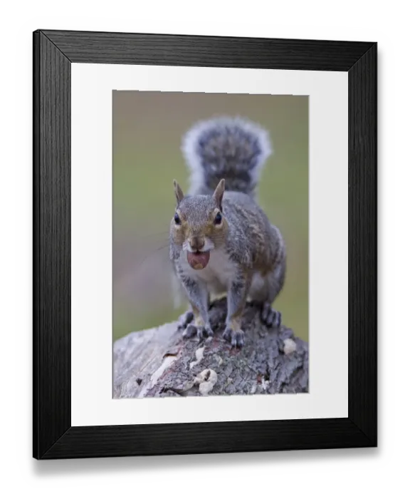 Framed Print : Eastern Grey Squirrel (Sciurus carolinensis) introduced species, adult, with acorn in mouth, Minsmere RSPB Reserve, Suffolk, England, october Framed Print : Eastern Grey Squirrel (Sciurus carolinensis) introduced species, adult, with acorn in mouth, Minsmere RSPB Reserve, Suffolk, England, october