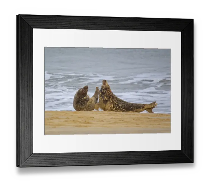 Framed Print : Grey Seal (Halichoerus grypus) two adult males, fighting on sandy beach, Horsey, Norfolk, England, november Framed Print : Grey Seal (Halichoerus grypus) two adult males, fighting on sandy beach, Horsey, Norfolk, England, november