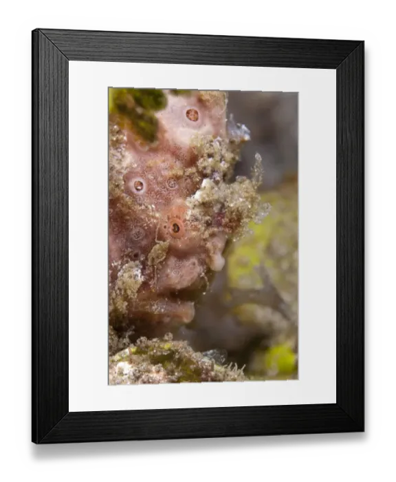 Framed Print : Pink Painted Frogfish (Antennarius pictus) adult, close-up of head, Lembeh Island, Sulawesi, Indonesia