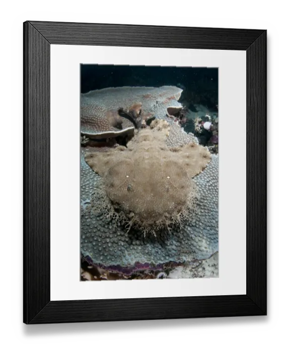 Framed Print : Tasselled Wobbegong (Eucrossorhinus dasypogon) adult, resting on Coral (Cyphastrea seralia) in reef, Mioskon, Dampier Straits, Raja Ampat, West Papua, New Guinea, Indonesia Framed Print : Tasselled Wobbegong (Eucrossorhinus dasypogon) adult, resting on Coral (Cyphastrea seralia) in reef, Mioskon, Dampier Straits, Raja Ampat, West Papua, New Guinea, Indonesia