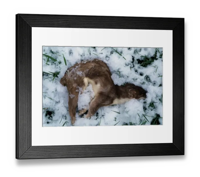 Framed Print : Stoat (Mustela erminea) dead adult, in snow, Derbyshire, England, winter Framed Print : Stoat (Mustela erminea) dead adult, in snow, Derbyshire, England, winter