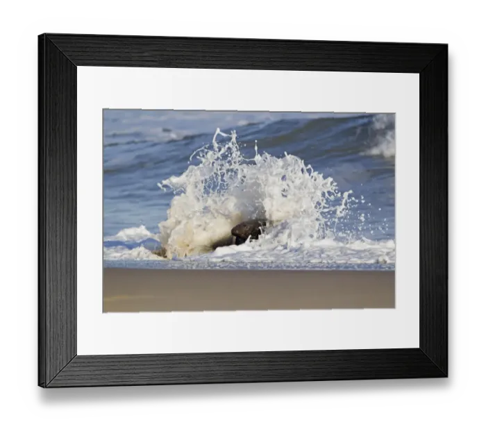 Framed Print : Grey Seal (Halichoerus grypus) adult male, in surf on beach, Horsey, Norfolk, England, november Framed Print : Grey Seal (Halichoerus grypus) adult male, in surf on beach, Horsey, Norfolk, England, november