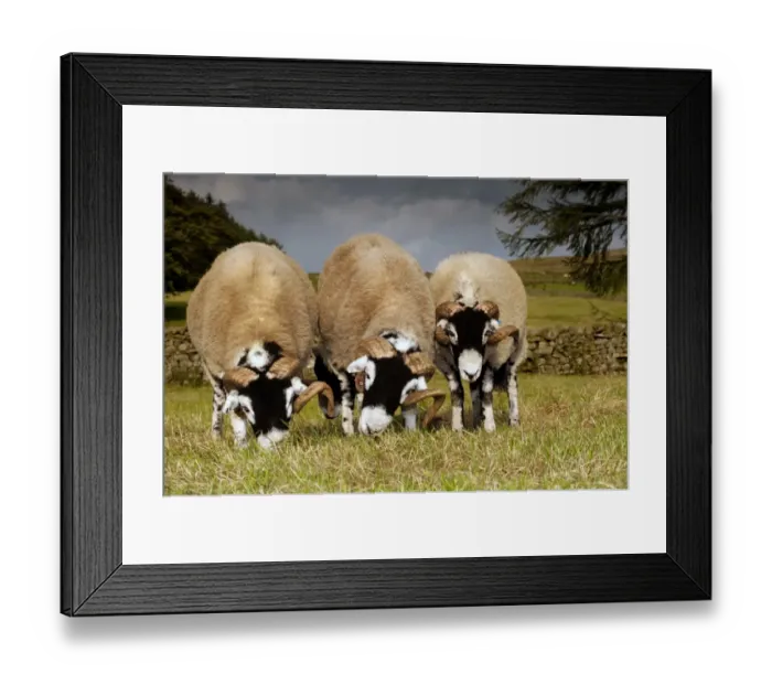 Framed Print : Domestic Sheep, Swaledale rams, three grazing in pasture, Cumbria, England, september