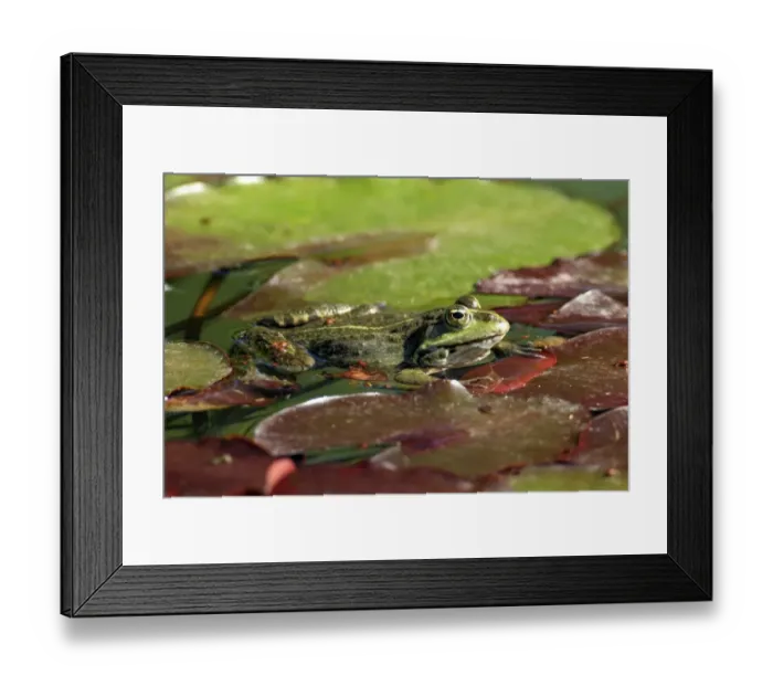 Framed Print : Edible Frog (Pelophylax kl. esculentus) adult male, on waterlily leaves in water, Luisenpark, Mannheim, Baden-Wurttemberg, Germany Framed Print : Edible Frog (Pelophylax kl. esculentus) adult male, on waterlily leaves in water, Luisenpark, Mannheim, Baden-Wurttemberg, Germany