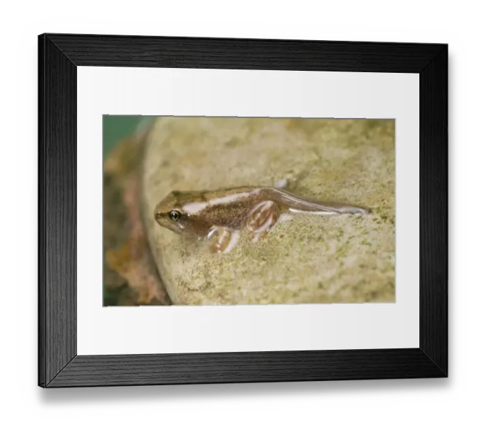 Framed Print : Common Frog (Rana temporaria) young, newly emerged from water, England Framed Print : Common Frog (Rana temporaria) young, newly emerged from water, England