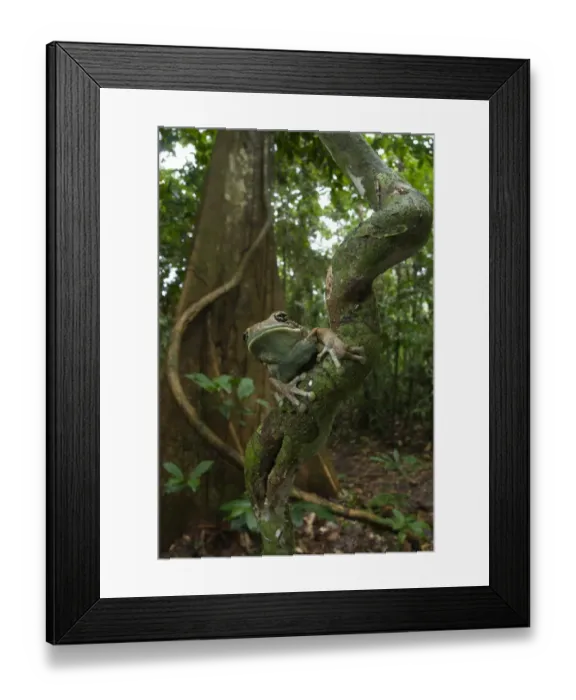Framed Print : Veined Treefrog (Phrynohyas venulosa) adult, sitting on liana in lowland tropical forest habitat, Los Amigos Biological Station, Madre de Dios, Amazonia, Peru