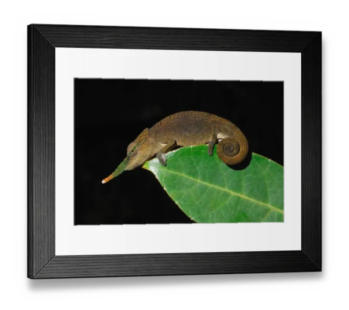 Framed Print : Long-nosed Chameleon (Calumma gallus) adult male, on leaf in rainforest, Ambavaniasy, Eastern Madagascar, august Framed Print : Long-nosed Chameleon (Calumma gallus) adult male, on leaf in rainforest, Ambavaniasy, Eastern Madagascar, august