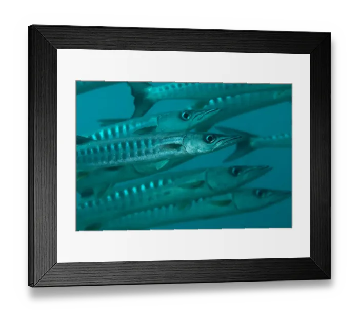 Framed Print : Blackfin Barracuda (Sphyraena qenie) shoal, Sipadan Island, Sipadan Island, Sabah, Borneo, Malaysia Framed Print : Blackfin Barracuda (Sphyraena qenie) shoal, Sipadan Island, Sipadan Island, Sabah, Borneo, Malaysia