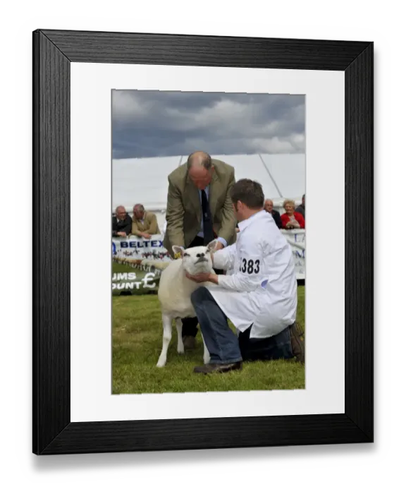 Framed Print : Domestic Sheep, Beltex sheep being inspecting by judge at show, Royal Highland Show, Ingliston, Edinburgh, Scotland, june 2011 Framed Print : Domestic Sheep, Beltex sheep being inspecting by judge at show, Royal Highland Show, Ingliston, Edinburgh, Scotland, june 2011